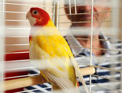 Hırsızı papağan yakalattı