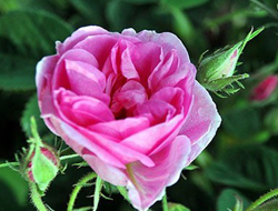 Sıcak hava "gülü" de vurdu