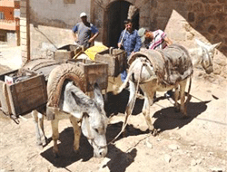 Kadrolu eşeklere sıcak ayarı