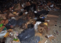 Çöplükte çok sayıda ölü bulundu !