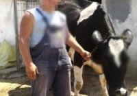 İneğe tecavüz iddiası !