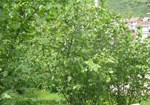 Üretici fındığa alternatif buldu