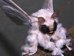 Esrarengiz böceğin sırrı