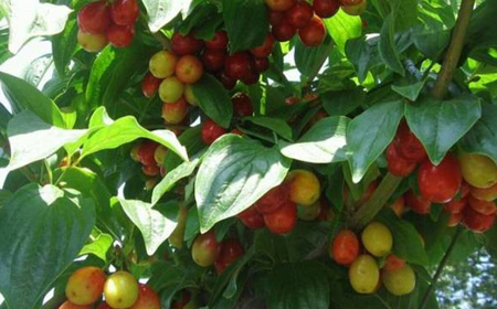 Trabzon'un ilk kızılcık bahçesi!