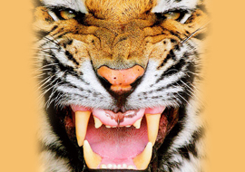 Hayvanat bahçesinde dehşet