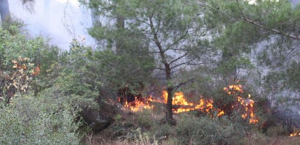 Kastamonu'nun ciğerleri yandı