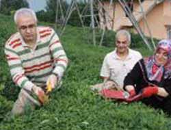 Rize valisi Çakır çay topladı