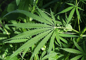 Sürmene'de uyuşturucu yakalandı