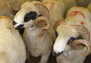 Diyanet'ten 'Kurban' tebliği