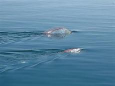 Yeni bir tür bulundu