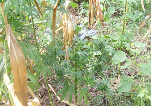 Araklı'da hint keneviri operasyonu