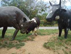 Boğa, heykeli gerçek sanınca... !
