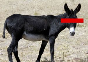 Belediye başkanını eşeği öldürdü