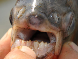 Pirana saldırısı hastanelik etti