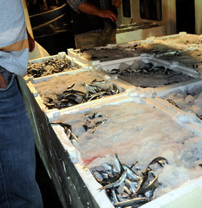 Rötarlı balık avı start aldı