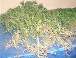 Kelkit'te Hint keneviri yakalandı