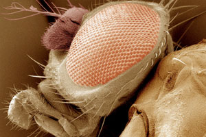 Nesli tükenmekte olan 100 tür