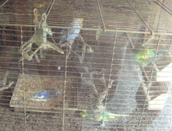 Trabzon'da kuşlar açlıktan öldü