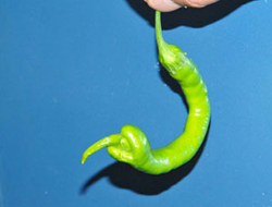 Yılan şeklindeki ilginç biber