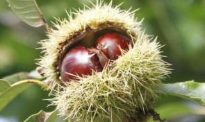 Hedef Dünya Birinciliği