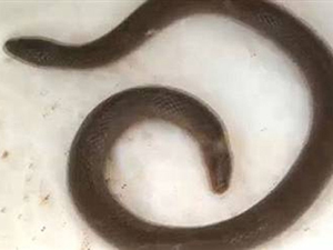 Her iki ucunda da kafası olan yılan