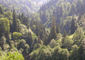 KTÜ'den 'orman' uyarısı