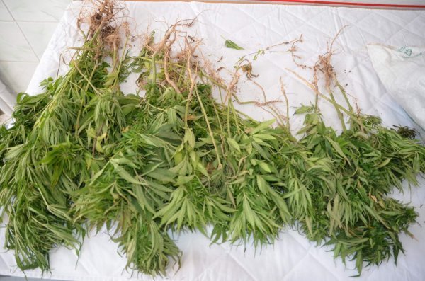 Esrarları kirli çamaşırlarla yıkadı