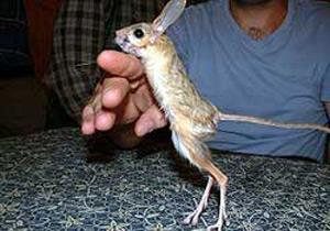 Denizli'de Bir Garip Kemirgen