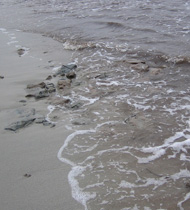 Karadeniz'in kirlilik durumu!