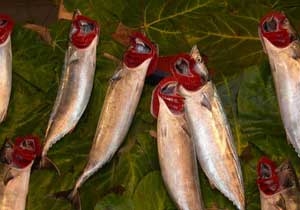 Balıkçıların ağları palamutla doldu