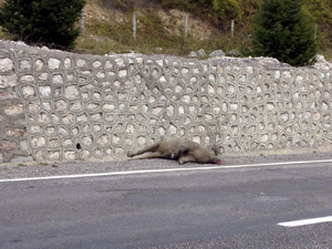 Yaban hayvanları yaşam alanlarında