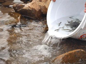 Milyonlarca Alabalık Derelerle Buluştu