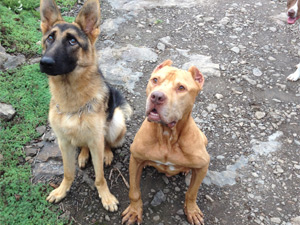 Trabzon'da hayvanlar için protesto