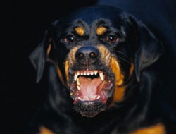 Rottweiler'lı bina yönetimi