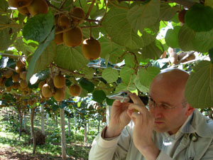 Kivide erken hasat uyarısı
