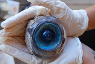 Görenleri hayrete düşüren dev göz