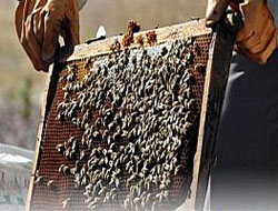 Rize'de vatandaşı arı soktu hayatını kaybetti