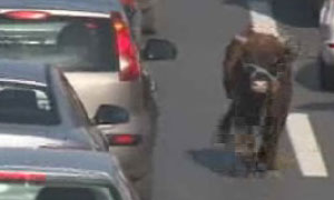 İşte beklenen görüntü