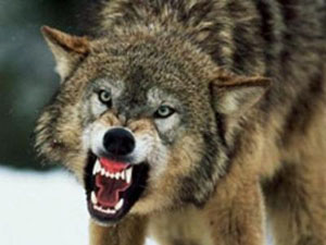 Köye İnen Kurtlar Kadını Parçaladı