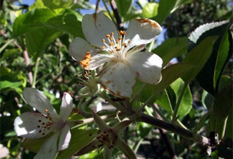 Doğa harikası: Elma çiçek açtı