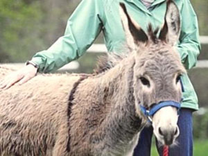 Suriye'den Katırla Dolar Akıyor