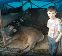 Çocuklara kurban kesimini göstermelimiyiz?
