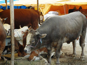 Trabzon'da kurban satışları arttı