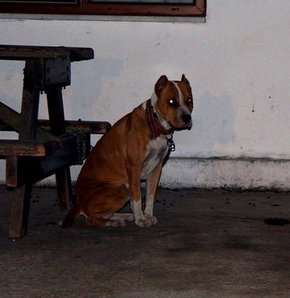 Polise karşı bir bu yöntem kalmıştı!