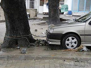 Otomobilleri ağaca bağladılar!
