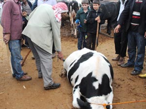 Hayvan pazarında işkence görüntüsü