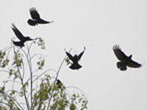 Kargalar meclisteki otomobilleri taşladı!