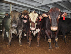 "Kurbanı ehliyeti olanlar kessin"