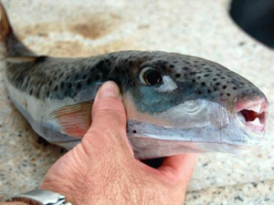 Balıkçıların ağına zehirli balık takıldı