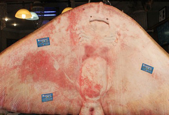 Vatos balığı görenleri hayrete düşürüyor